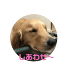 もおかと言う名前のゴールデンレトリーバー（個別スタンプ：3）