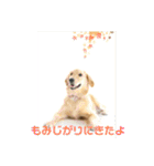 もおかと言う名前のゴールデンレトリーバー（個別スタンプ：4）