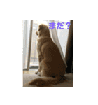 もおかと言う名前のゴールデンレトリーバー（個別スタンプ：6）