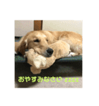 もおかと言う名前のゴールデンレトリーバー（個別スタンプ：12）