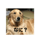 もおかと言う名前のゴールデンレトリーバー（個別スタンプ：19）