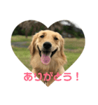 もおかと言う名前のゴールデンレトリーバー（個別スタンプ：20）
