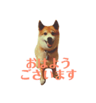 柴犬 タロー（個別スタンプ：1）