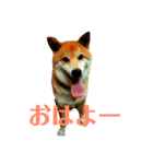 柴犬 タロー（個別スタンプ：2）