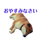 柴犬 タロー（個別スタンプ：4）