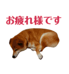 柴犬 タロー（個別スタンプ：6）