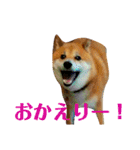 柴犬 タロー（個別スタンプ：7）