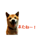 柴犬 タロー（個別スタンプ：8）