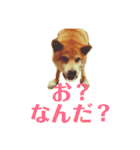 柴犬 タロー（個別スタンプ：9）