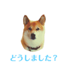 柴犬 タロー（個別スタンプ：10）