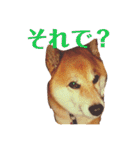 柴犬 タロー（個別スタンプ：11）