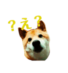 柴犬 タロー（個別スタンプ：12）