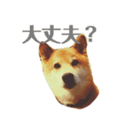 柴犬 タロー（個別スタンプ：13）