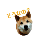柴犬 タロー（個別スタンプ：14）