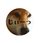 柴犬 タロー（個別スタンプ：15）