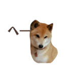 柴犬 タロー（個別スタンプ：16）