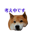 柴犬 タロー（個別スタンプ：17）