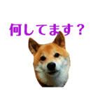 柴犬 タロー（個別スタンプ：18）