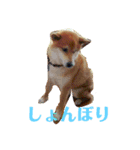柴犬 タロー（個別スタンプ：19）