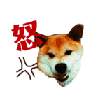 柴犬 タロー（個別スタンプ：22）