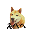柴犬 タロー（個別スタンプ：23）
