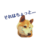 柴犬 タロー（個別スタンプ：24）