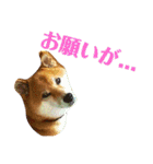 柴犬 タロー（個別スタンプ：25）