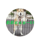 柴犬 タロー（個別スタンプ：26）