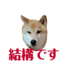 柴犬 タロー（個別スタンプ：27）