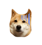 柴犬 タロー（個別スタンプ：28）