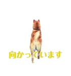柴犬 タロー（個別スタンプ：29）