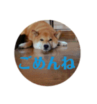 柴犬 タロー（個別スタンプ：30）