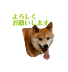 柴犬 タロー（個別スタンプ：31）