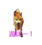 柴犬 タロー（個別スタンプ：32）
