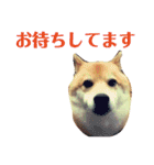 柴犬 タロー（個別スタンプ：33）