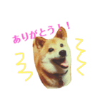 柴犬 タロー（個別スタンプ：36）