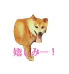 柴犬 タロー（個別スタンプ：37）