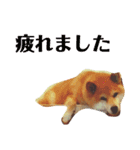 柴犬 タロー（個別スタンプ：38）