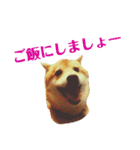 柴犬 タロー（個別スタンプ：39）