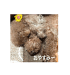 トイプーなな＆コロンの毎日（個別スタンプ：5）