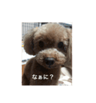 トイプーなな＆コロンの毎日（個別スタンプ：11）