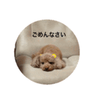 トイプーなな＆コロンの毎日（個別スタンプ：13）