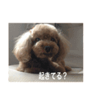 トイプーなな＆コロンの毎日（個別スタンプ：14）