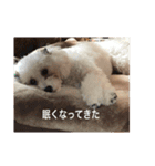 トイプーなな＆コロンの毎日（個別スタンプ：15）