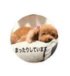 トイプーなな＆コロンの毎日（個別スタンプ：16）