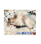 トイプーなな＆コロンの毎日（個別スタンプ：17）