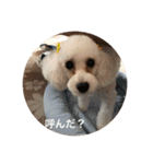 トイプーなな＆コロンの毎日（個別スタンプ：23）
