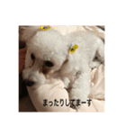トイプーなな＆コロンの毎日（個別スタンプ：24）
