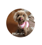トイプーなな＆コロンの毎日（個別スタンプ：25）