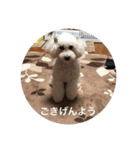 トイプーなな＆コロンの毎日（個別スタンプ：30）